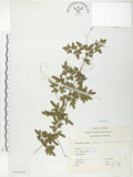 中文名:海金沙(P007649)學名:Lygodium japonicum (Thunb.) Sw.(P007649)英文名:Japanese climbing fern