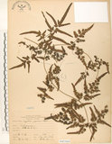 中文名:海金沙(P007664)學名:Lygodium japonicum (Thunb.) Sw.(P007664)英文名:Japanese climbing fern