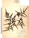 中文名:海金沙(P007724)學名:Lygodium japonicum (Thunb.) Sw.(P007724)英文名:Japanese climbing fern