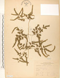 中文名:海金沙(P007732)學名:Lygodium japonicum (Thunb.) Sw.(P007732)英文名:Japanese climbing fern