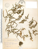 中文名:海金沙(P007733)學名:Lygodium japonicum (Thunb.) Sw.(P007733)英文名:Japanese climbing fern