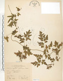 中文名:海金沙(P007735)學名:Lygodium japonicum (Thunb.) Sw.(P007735)英文名:Japanese climbing fern