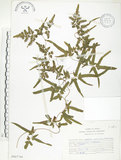 中文名:海金沙(P007744)學名:Lygodium japonicum (Thunb.) Sw.(P007744)英文名:Japanese climbing fern