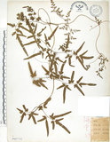 中文名:海金沙(P007752)學名:Lygodium japonicum (Thunb.) Sw.(P007752)英文名:Japanese climbing fern