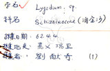 中文名:海金沙(P007888)學名:Lygodium japonicum (Thunb.) Sw.(P007888)英文名:Japanese climbing fern