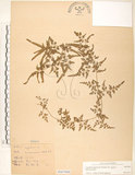中文名:海金沙(P007888)學名:Lygodium japonicum (Thunb.) Sw.(P007888)英文名:Japanese climbing fern