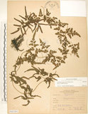 中文名:海金沙(P007891)學名:Lygodium japonicum (Thunb.) Sw.(P007891)英文名:Japanese climbing fern