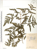 中文名:海金沙(P008333)學名:Lygodium japonicum (Thunb.) Sw.(P008333)英文名:Japanese climbing fern