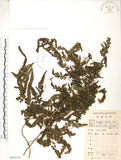 中文名:海金沙(P008352)學名:Lygodium japonicum (Thunb.) Sw.(P008352)英文名:Japanese climbing fern