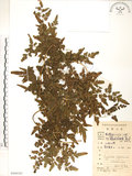 中文名:海金沙(P008363)學名:Lygodium japonicum (Thunb.) Sw.(P008363)英文名:Japanese climbing fern