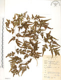 中文名:海金沙(P008371)學名:Lygodium japonicum (Thunb.) Sw.(P008371)英文名:Japanese climbing fern