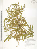 中文名:海金沙(P008391)學名:Lygodium japonicum (Thunb.) Sw.(P008391)英文名:Japanese climbing fern