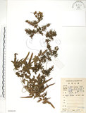 中文名:海金沙(P008650)學名:Lygodium japonicum (Thunb.) Sw.(P008650)英文名:Japanese climbing fern