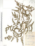 中文名:海金沙(P008707)學名:Lygodium japonicum (Thunb.) Sw.(P008707)英文名:Japanese climbing fern