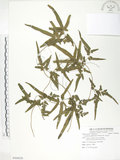 中文名:海金沙(P008826)學名:Lygodium japonicum (Thunb.) Sw.(P008826)英文名:Japanese climbing fern