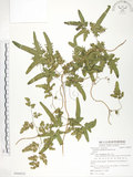 中文名:海金沙(P008832)學名:Lygodium japonicum (Thunb.) Sw.(P008832)英文名:Japanese climbing fern