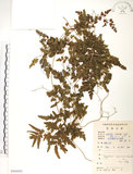 中文名:海金沙(P008992)學名:Lygodium japonicum (Thunb.) Sw.(P008992)英文名:Japanese climbing fern