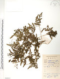 中文名:海金沙(P009013)學名:Lygodium japonicum (Thunb.) Sw.(P009013)英文名:Japanese climbing fern