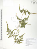 中文名:海金沙(P009078)學名:Lygodium japonicum (Thunb.) Sw.(P009078)英文名:Japanese climbing fern