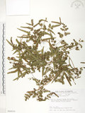 中文名:海金沙(P009334)學名:Lygodium japonicum (Thunb.) Sw.(P009334)英文名:Japanese climbing fern