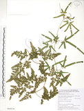 中文名:海金沙(P009370)學名:Lygodium japonicum (Thunb.) Sw.(P009370)英文名:Japanese climbing fern