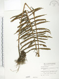 中文名:臺灣毛蕨(P000942)學名:Sphaerostephanos taiwanensis (C. Chr.) Holtt.(P000942)