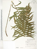 中文名:臺灣毛蕨(P000943)學名:Sphaerostephanos taiwanensis (C. Chr.) Holtt.(P000943)