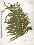 中文名:臺灣毛蕨(P000944)學名:Sphaerostephanos taiwanensis (C. Chr.) Holtt.(P000944)