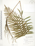 中文名:臺灣毛蕨(P000948)學名:Sphaerostephanos taiwanensis (C. Chr.) Holtt.(P000948)