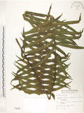 中文名:臺灣毛蕨(P002046)學名:Sphaerostephanos taiwanensis (C. Chr.) Holtt.(P002046)