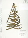 中文名:臺灣毛蕨(P002362)學名:Sphaerostephanos taiwanensis (C. Chr.) Holtt.(P002362)