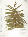 中文名:臺灣毛蕨(P002363)學名:Sphaerostephanos taiwanensis (C. Chr.) Holtt.(P002363)