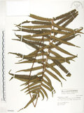 中文名:臺灣毛蕨(P004606)學名:Sphaerostephanos taiwanensis (C. Chr.) Holtt.(P004606)