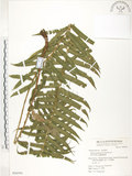 中文名:臺灣毛蕨(P006594)學名:Sphaerostephanos taiwanensis (C. Chr.) Holtt.(P006594)