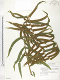 中文名:臺灣毛蕨(P007091)學名:Sphaerostephanos taiwanensis (C. Chr.) Holtt.(P007091)