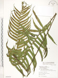 中文名:臺灣毛蕨(P008429)學名:Sphaerostephanos taiwanensis (C. Chr.) Holtt.(P008429)