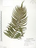 中文名:臺灣毛蕨(P008550)學名:Sphaerostephanos taiwanensis (C. Chr.) Holtt.(P008550)