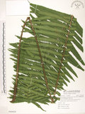 中文名:臺灣毛蕨(P009428)學名:Sphaerostephanos taiwanensis (C. Chr.) Holtt.(P009428)