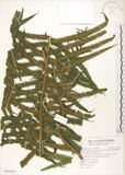 中文名:臺灣毛蕨(P009892)學名:Sphaerostephanos taiwanensis (C. Chr.) Holtt.(P009892)
