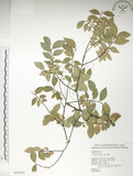 中文名:榔榆(S020025)學名:Ulmus parvifolia Jacq.(S020025)中文別名:紅雞油英文名:Chinese Elm.