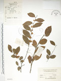 中文名:榔榆(S023972)學名:Ulmus parvifolia Jacq.(S023972)中文別名:紅雞油英文名:Chinese Elm.