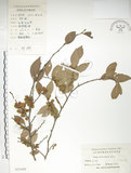 中文名:榔榆(S025489)學名:Ulmus parvifolia Jacq.(S025489)中文別名:紅雞油英文名:Chinese Elm.