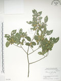中文名:榔榆(S051250)學名:Ulmus parvifolia Jacq.(S051250)中文別名:紅雞油英文名:Chinese Elm.