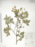 中文名:榔榆(S052462)學名:Ulmus parvifolia Jacq.(S052462)中文別名:紅雞油英文名:Chinese Elm.