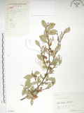 中文名:榔榆(S055679)學名:Ulmus parvifolia Jacq.(S055679)中文別名:紅雞油英文名:Chinese Elm.