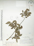中文名:榔榆(S068206)學名:Ulmus parvifolia Jacq.(S068206)中文別名:紅雞油英文名:Chinese Elm.