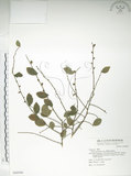 中文名:榔榆(S068990)學名:Ulmus parvifolia Jacq.(S068990)中文別名:紅雞油英文名:Chinese Elm.