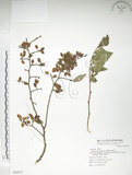 中文名:榔榆(S069927)學名:Ulmus parvifolia Jacq.(S069927)中文別名:紅雞油英文名:Chinese Elm.