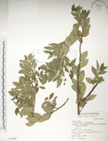 中文名:榔榆(S070001)學名:Ulmus parvifolia Jacq.(S070001)中文別名:紅雞油英文名:Chinese Elm.