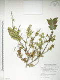 中文名:榔榆(S082732)學名:Ulmus parvifolia Jacq.(S082732)中文別名:紅雞油英文名:Chinese Elm.